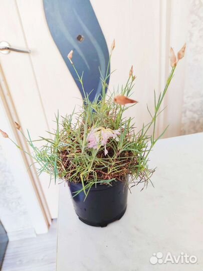 Саженцы гвоздика перистая