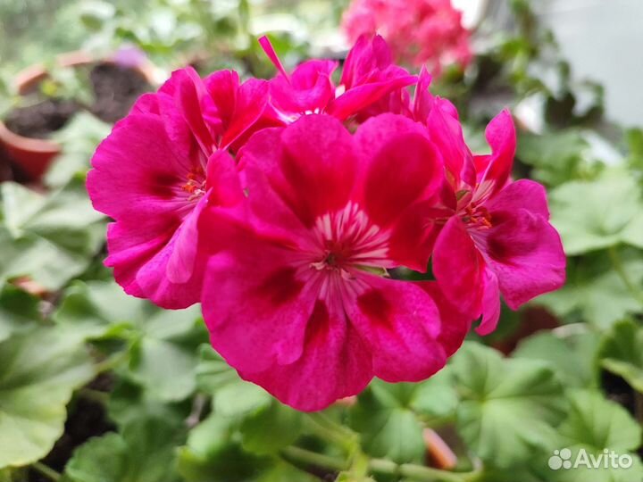 Пеларгония герань сортовая