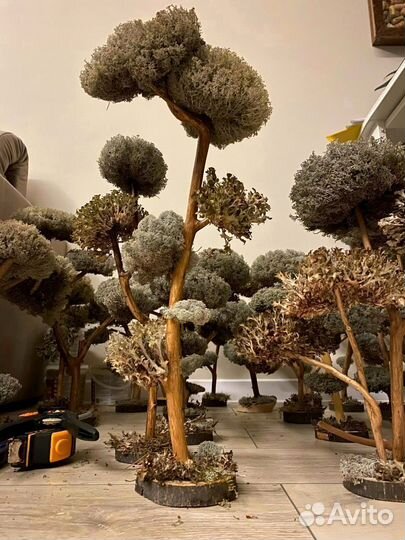 Мини дерево. Бонсай