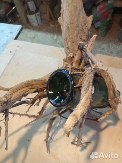 Эксклюзив. Немецкая бутылка в корневищах