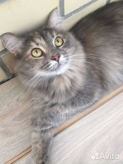 Кошка в добрые руки