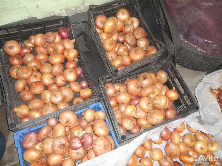 Продам лук