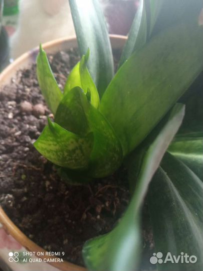 Сансевиерия