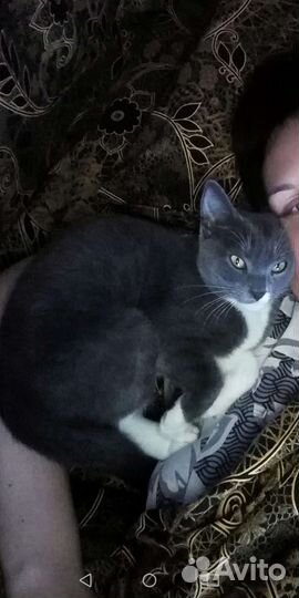 Красавица кошечка