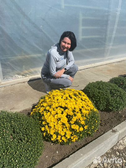 Хризантемы мультифлора