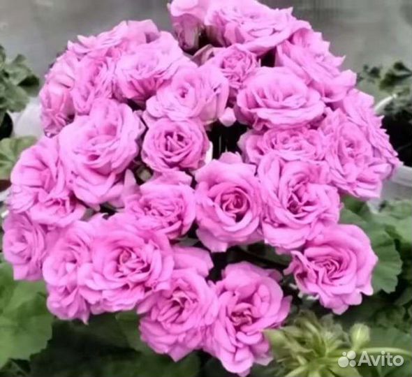 Пеларгония герань