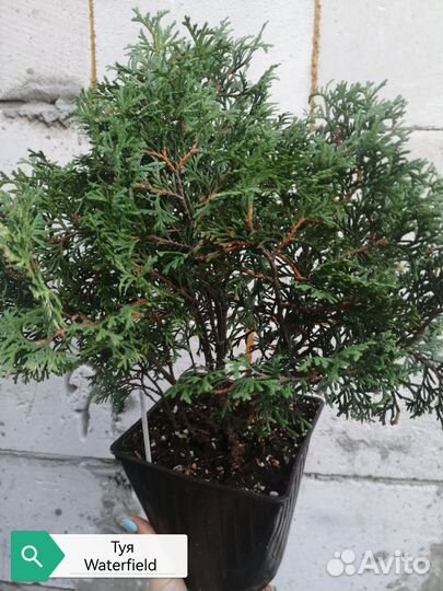 Туя шаровидная