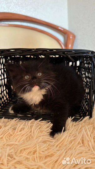 Котёнок ищет дом