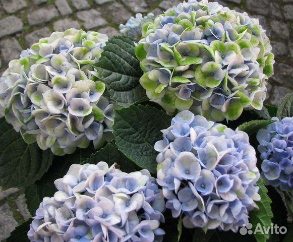 Гортензия Мэджикал Революшн