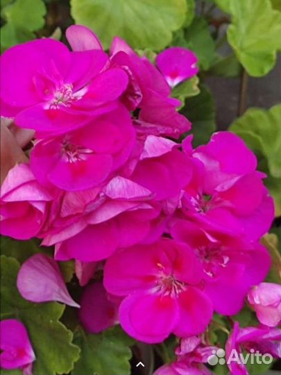 Пеларгония