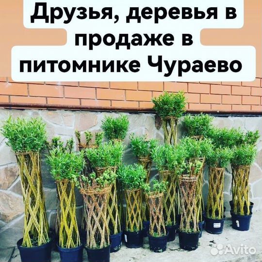 Ивовые деревья