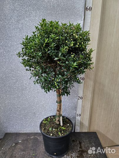 Мирт штамб цветущий 15/50