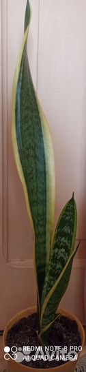 Сансевиерия разная сортовая