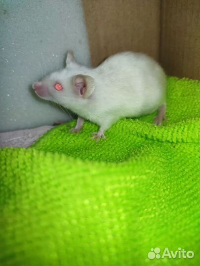 Декоративные мыши