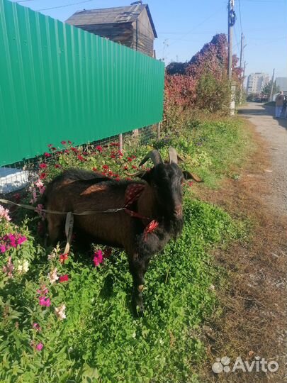 Козёл для вязки