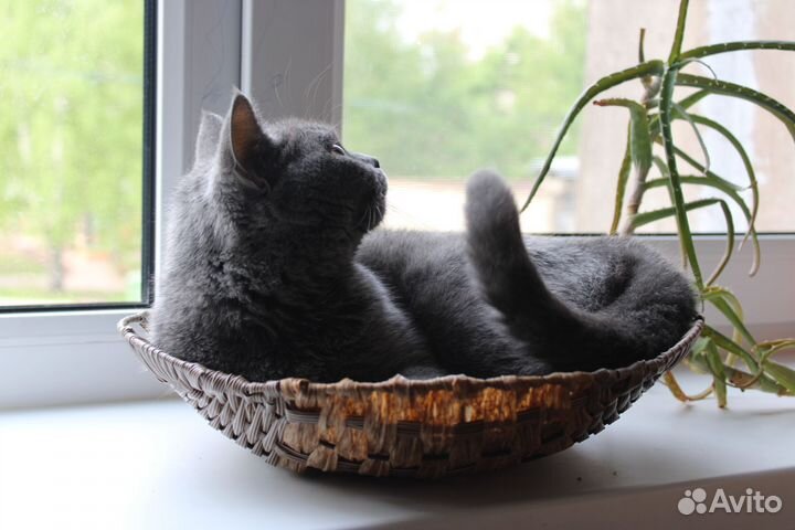 Кошка британка