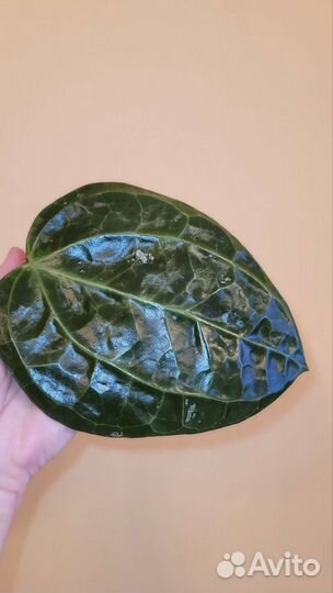 Hoya SP. Sulawesi GPS 8867