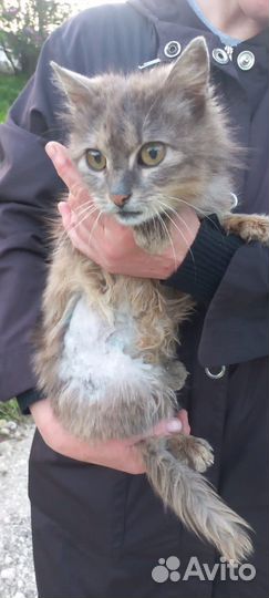 Кошка в добрые руки