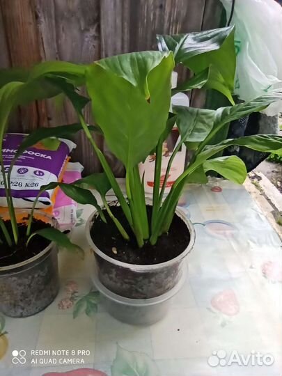 Спатифиллум