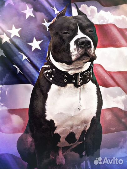 Стаффорширский терьер для вязки