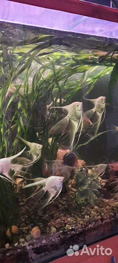 Рыба, скалярии