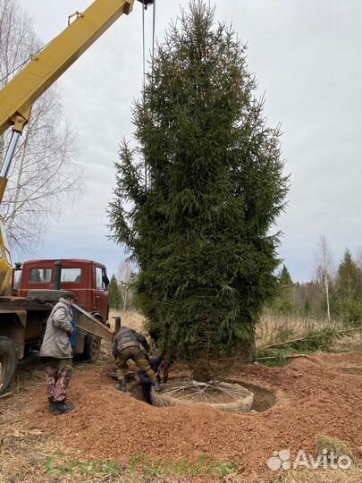 Ель обыкновенная