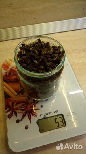 Пчелиный подмор