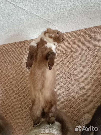 Куница, чучело