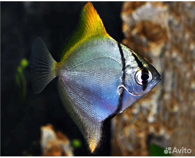 Аквариумные рыбки