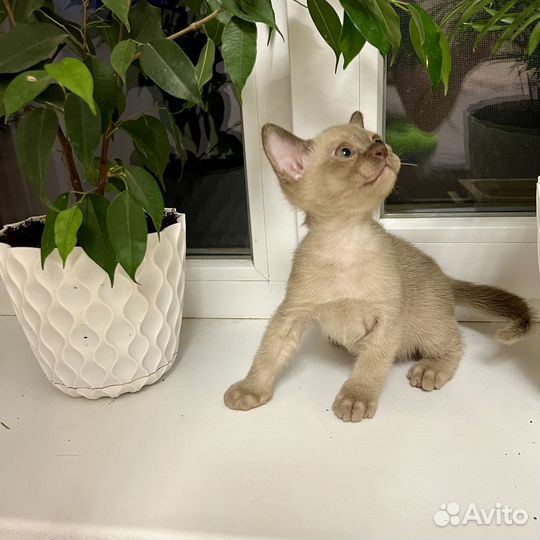 Бурманский кот