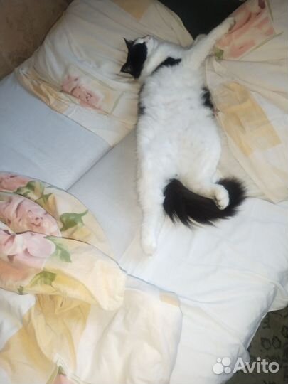 Кот