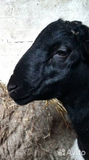 Бараны черноголовый и белоголовый Дорпер