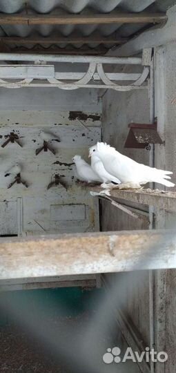 Продажа голубей