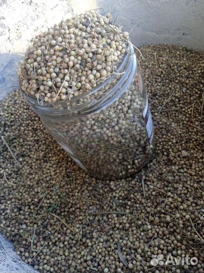 Семена кинзы