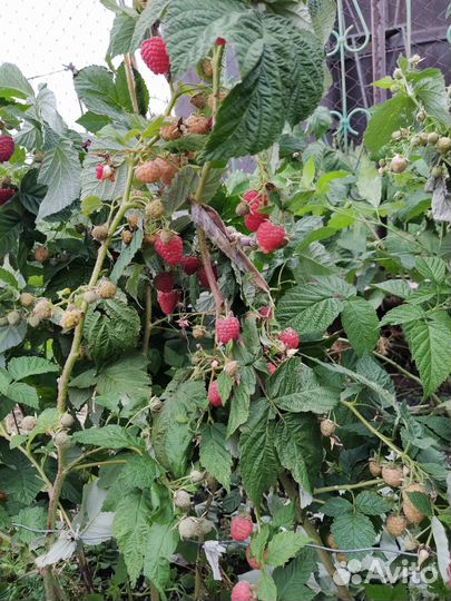 Малина ремонтантная