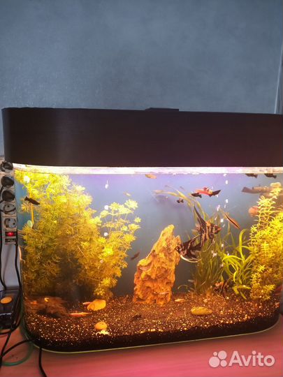 Аквариум с рыбками