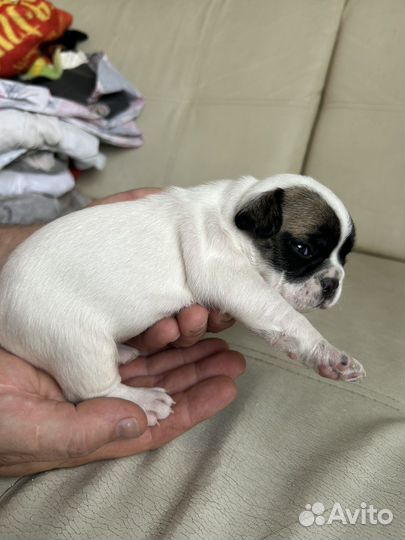 Французский бульдог