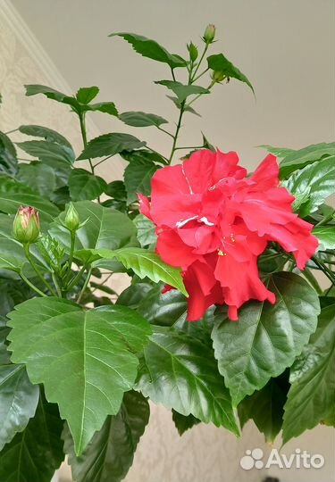 Гибискус китайская роза