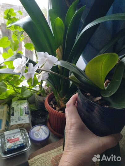 Орхидея фаленопсис белая
