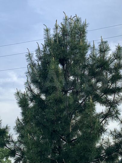 Участок 22 сот. (СНТ, ДНП)