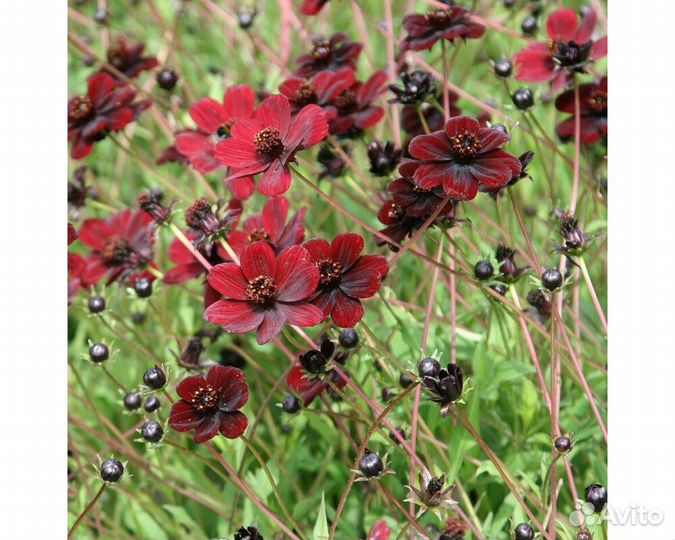 Космея Black Beauty