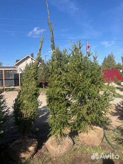 Сосна 6,5 метра