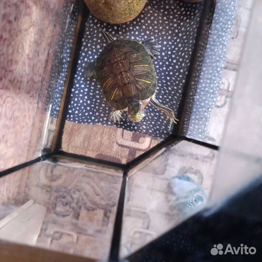 Красноухая черепаха с аквариумом