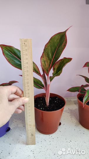 Аглаонема крит