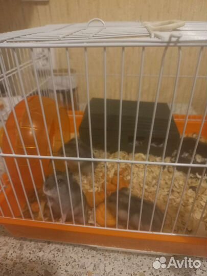 Джунгарский хомяк бесплатно