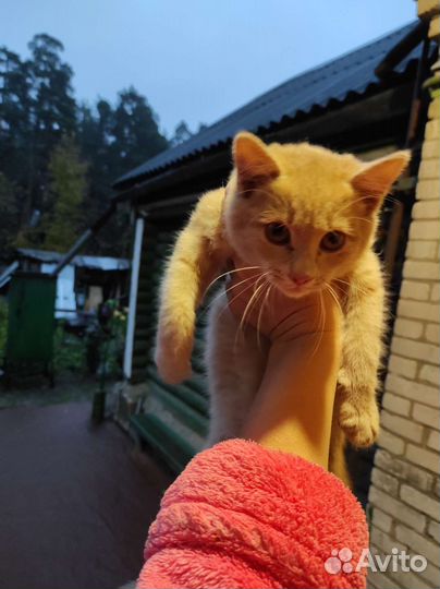 Котенок в дар