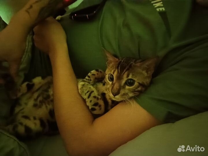 Бенгальская кошка