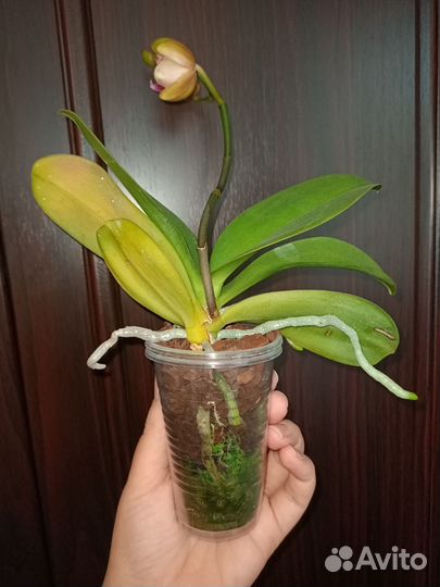 Фаленопсис пират пикоти бабочка