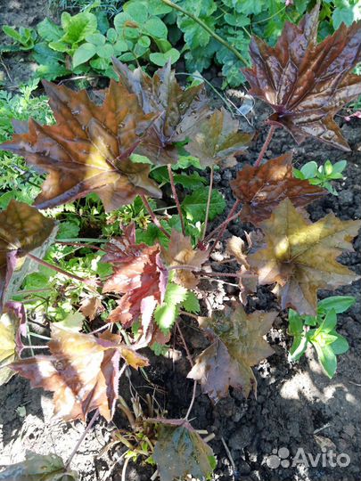 Цветы для сада