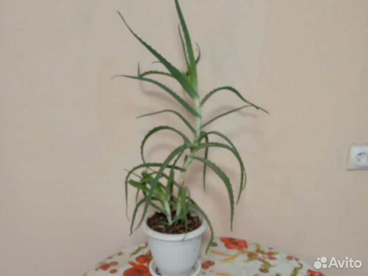 Алоэ лечебный